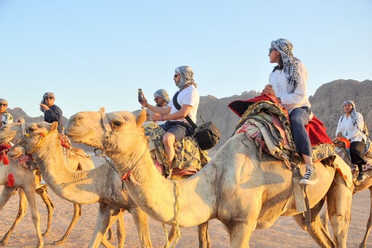 One Hour Camel Riding Adventure with Transfer from Sharm El-Sheikh