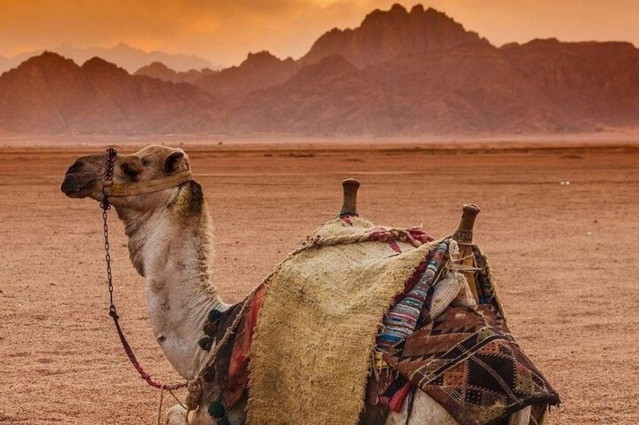 One Hour Camel Riding Adventure with Transfer from Sharm El-Sheikh