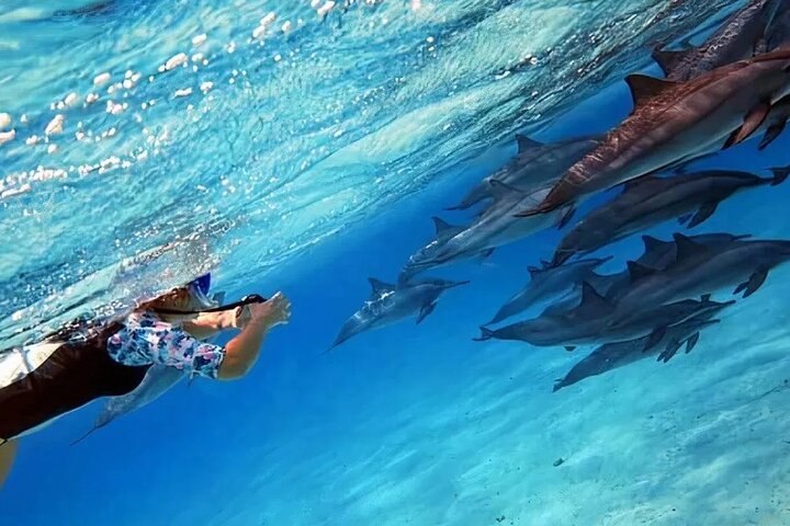 Snorkeling with Dolphins & Lunch at Sataya Reef from Marsa Alam