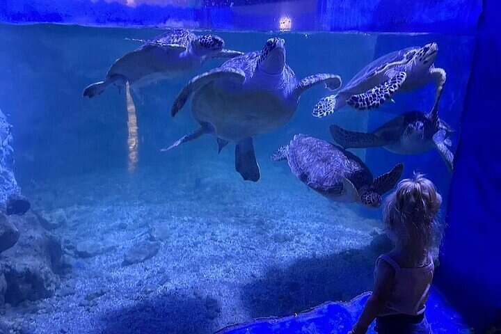 Hurghada Grand Aquarium Entdeckungstour mit Tickets & Transfers