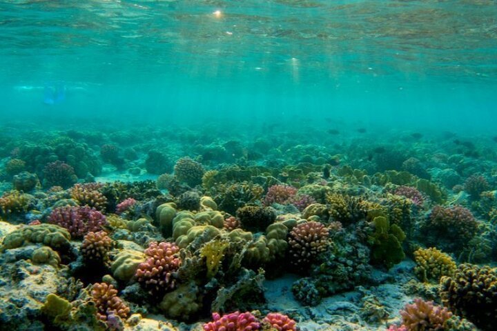 Croisière de plongée en apnée d'une journée avec déjeuner et sports nautiques depuis Hurghada