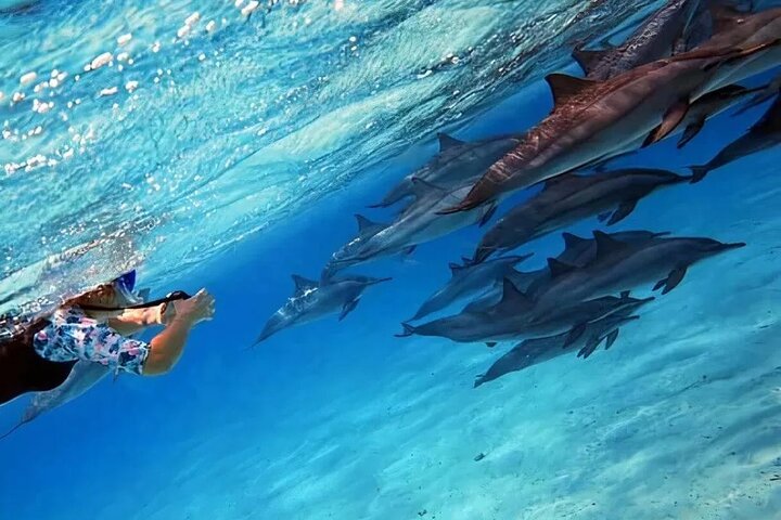 Delphinhaus-Schnorchelabenteuer am Samadai-Riff ab Marsa Alam