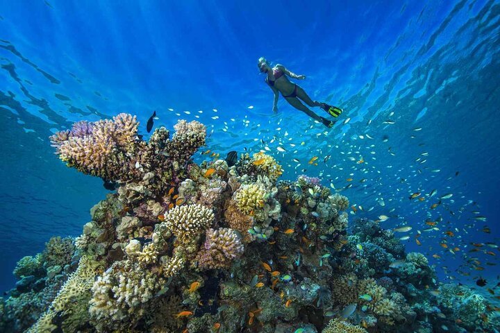 Marsa Mubarak Full-Day Snorkeling Trip with Lunch from Marsa Alam