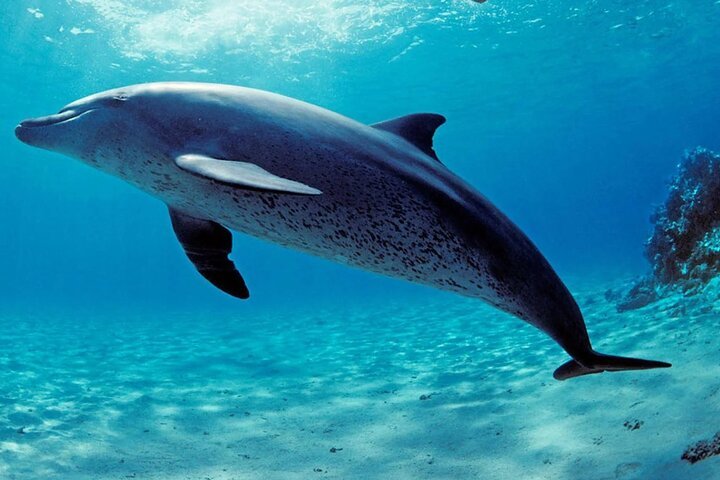 Samadai Reef (Dolphin House) Diving & Snorkeling Trip from Marsa Alam