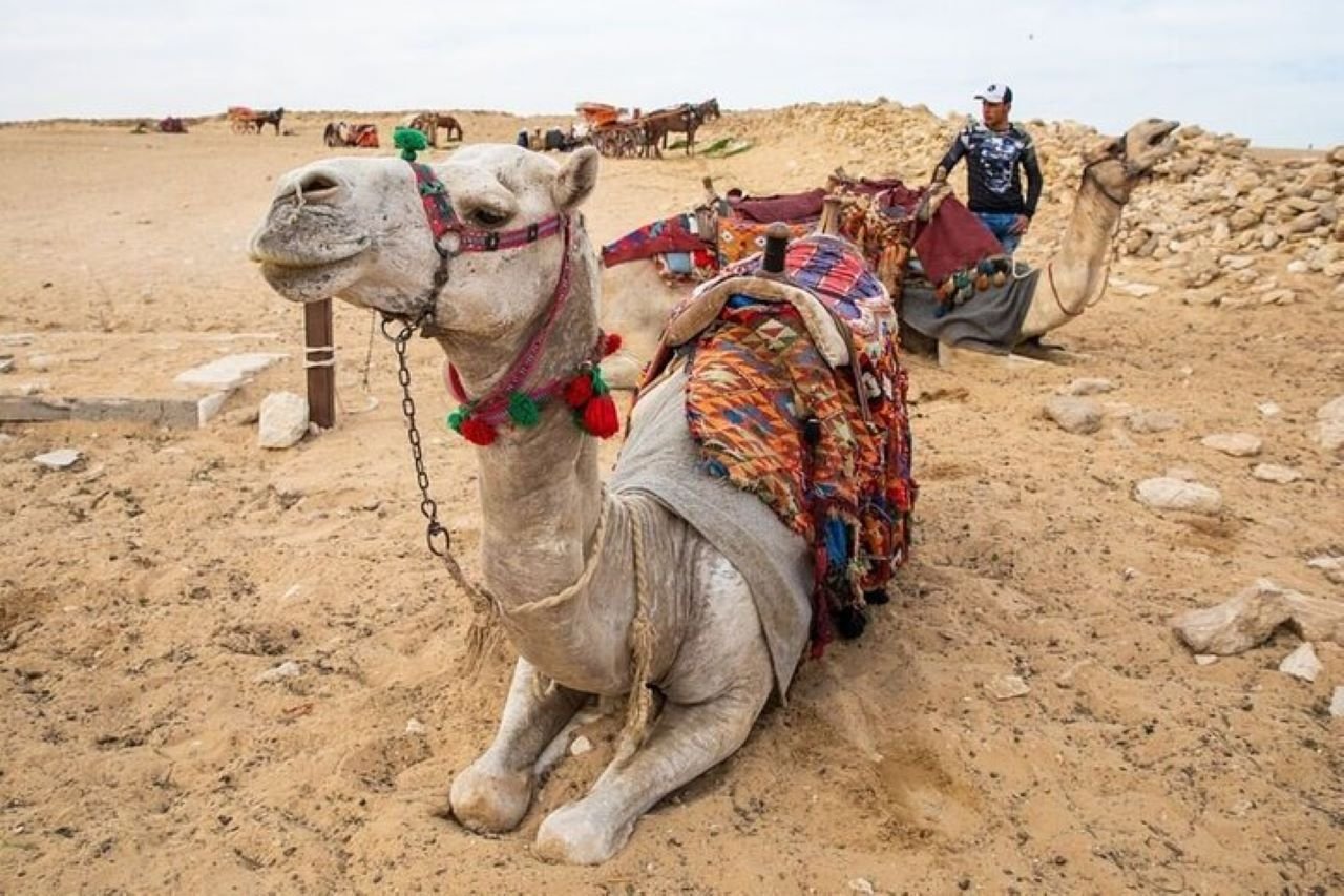 One Hour Camel Riding Adventure with Transfer from Sharm El-Sheikh