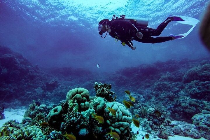 1-Hour Intro Beach Diving with Private Transfer from Sharm El Sheikh