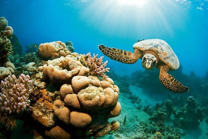 Croisière de plongée en apnée d'une journée avec déjeuner et sports nautiques depuis Hurghada