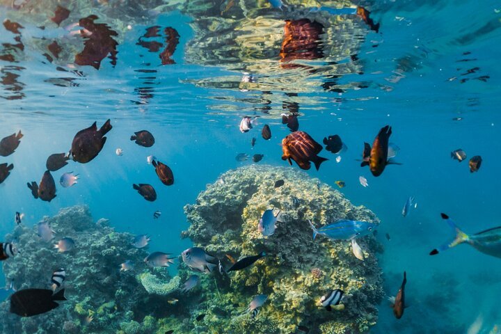 Semi-Submarine Underwater Tour with Transfer in Sharm El Sheikh