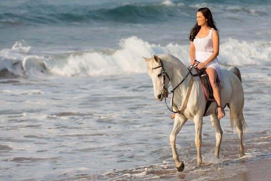 3-Hour Swim with Horses Experience in Hurghada