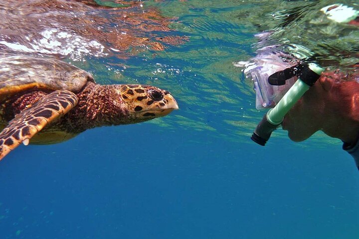 Marsa Mubarak Full-Day Snorkeling Trip with Lunch from Marsa Alam