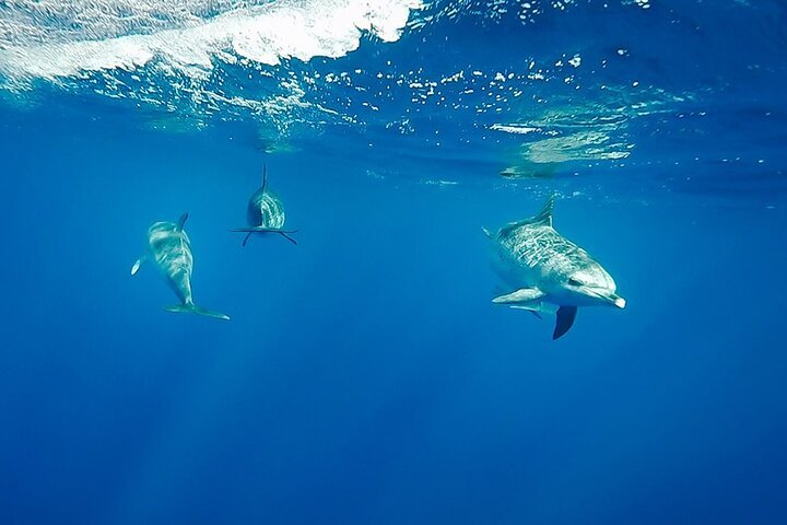 Croisière de plongée en apnée d'une journée avec déjeuner et sports nautiques depuis Hurghada