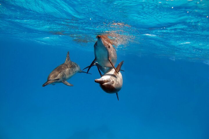 Dolphin House Snorkeling Cruise with Lunch & Water Sports from Hurghada