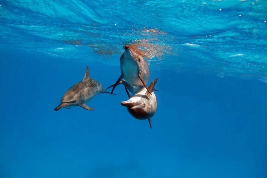 Private Speedboat Dolphin Watching & Swimming in Hurghada