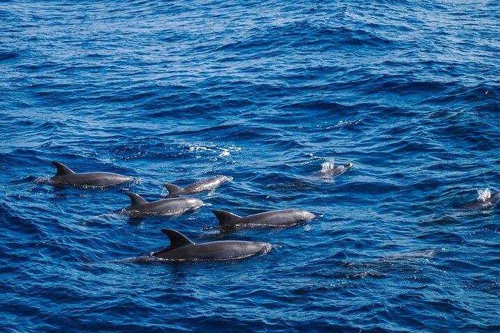 Dolphin House Snorkeling Cruise with Lunch & Water Sports from Hurghada