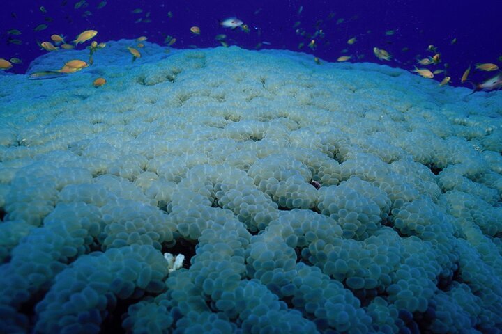 Marsa Mubarak Full-Day Snorkeling Trip with Lunch from Marsa Alam