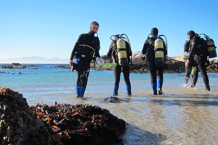 1-Hour Intro Beach Diving with Private Transfer from Sharm El Sheikh