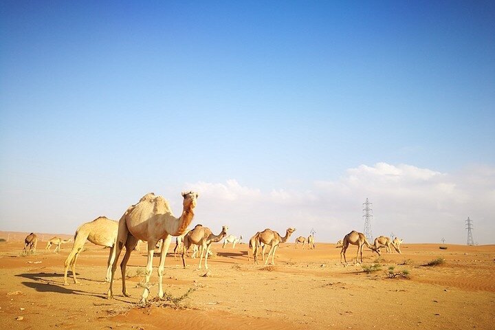Morning Desert Safari with Camel Ride from Dubai