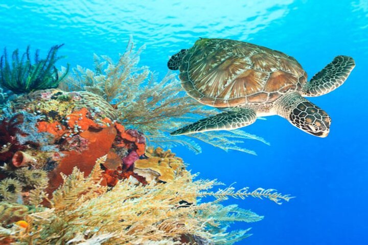 Marsa Mubarak Full-Day Snorkeling Trip with Lunch from Marsa Alam