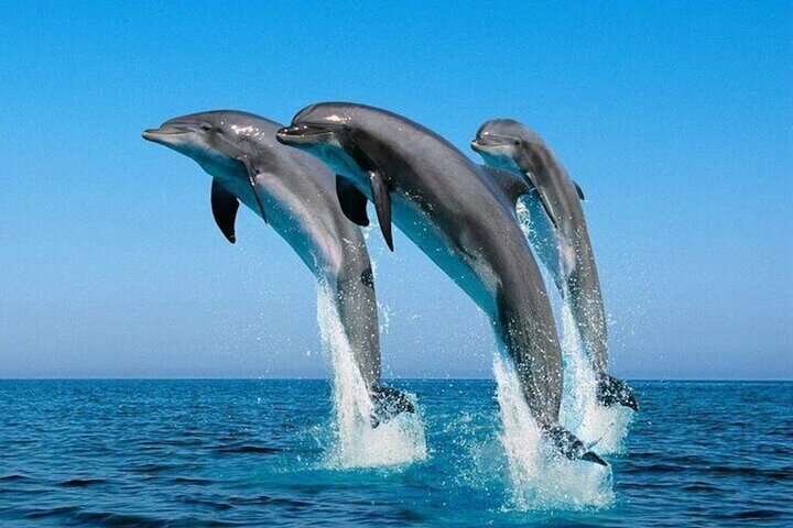 Dolphin House Snorkeling Cruise with Lunch & Water Sports from Hurghada