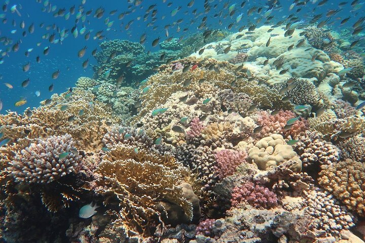 Abu Dabab Semi-Private Snorkeling Trip with Entrance & Lunch from Hurghada