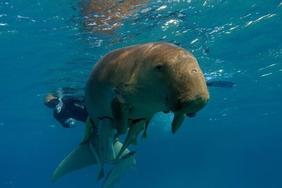 Abu Dabab Full-Day Private Snorkeling Experience with Entrance & Lunch from Hurghada