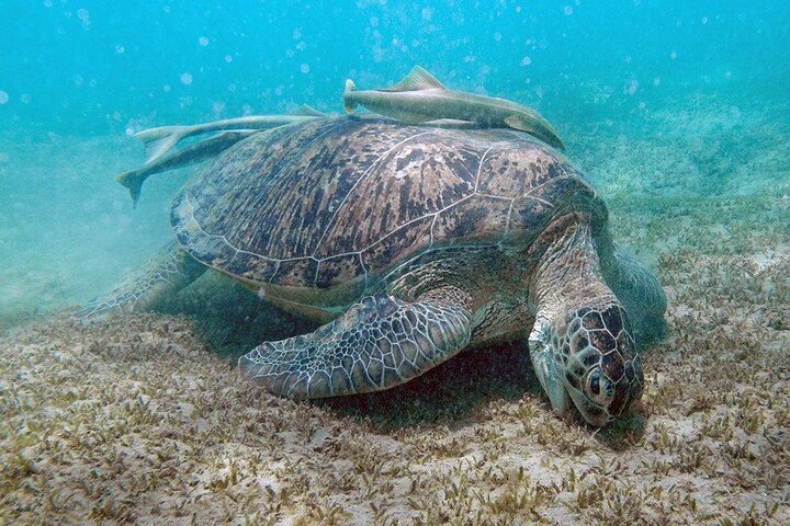 Abu Dabab Semi-Private Snorkeling Trip with Entrance & Lunch from Hurghada