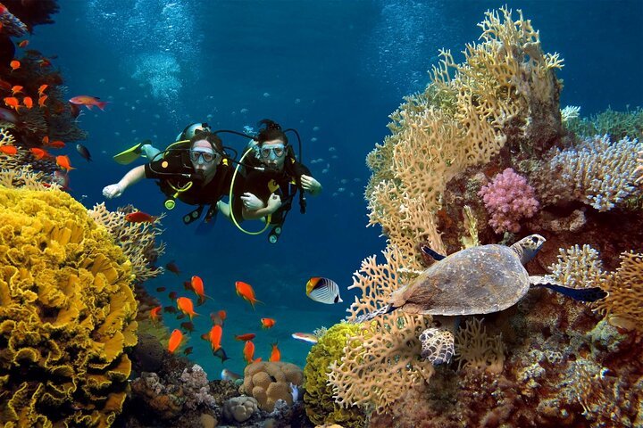 Samadai Reef (Dolphin House) Diving & Snorkeling Trip from Marsa Alam