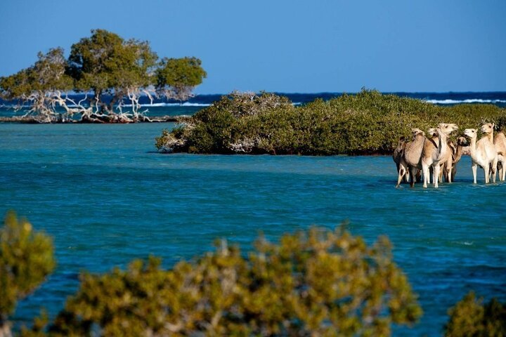 Blue Hole & Dahab Guided Day Trip from Sharm El Sheikh