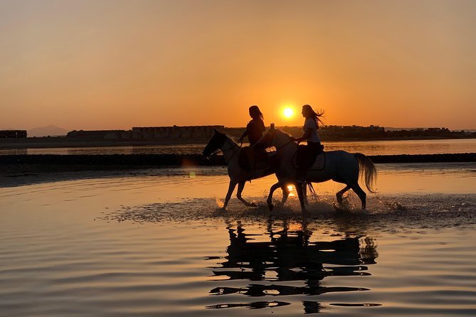 Horse Swimming & Beach Ride Adventure in Sharm El-Sheikh