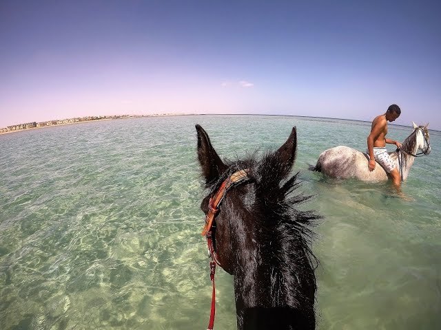 Horse Swimming & Beach Ride Adventure in Sharm El-Sheikh