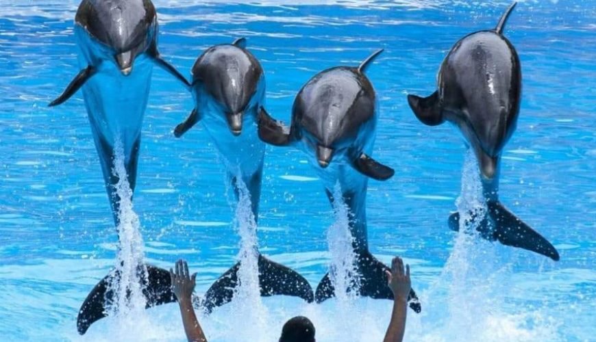 Dolphin Show Hurghada with Transfer