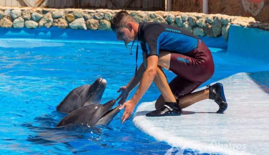Swim with Dolphins and Show Hurghada