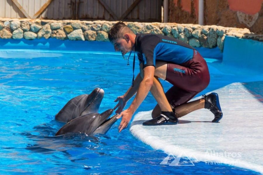 Swim with Dolphins and Show Hurghada