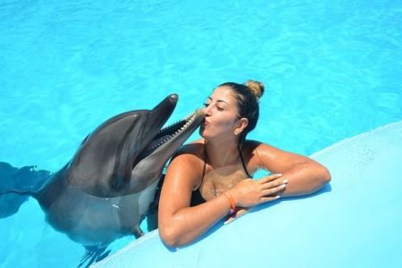 Swim with Dolphins Sharm El Sheikh 15 Minutes with Transfer