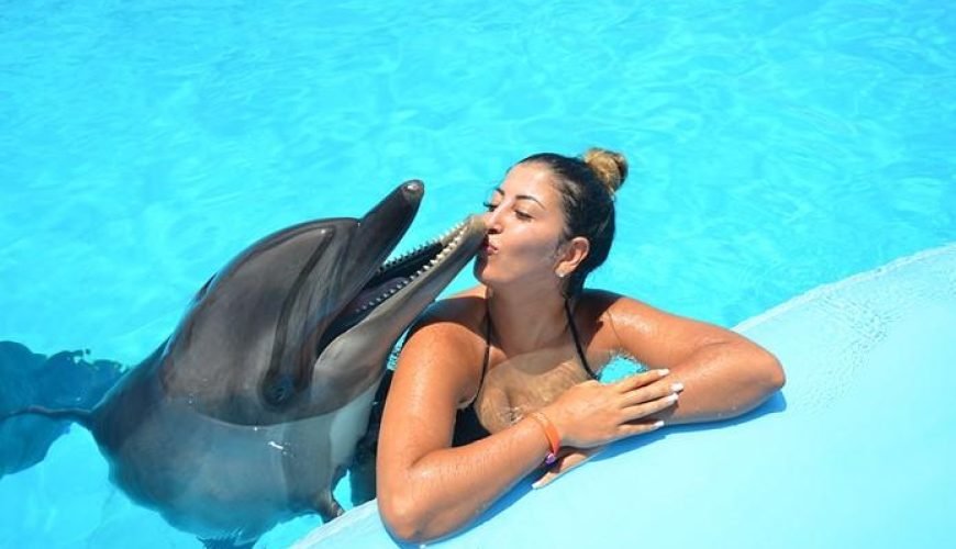 Swim with Dolphins Sharm El Sheikh 15 Minutes with Transfer