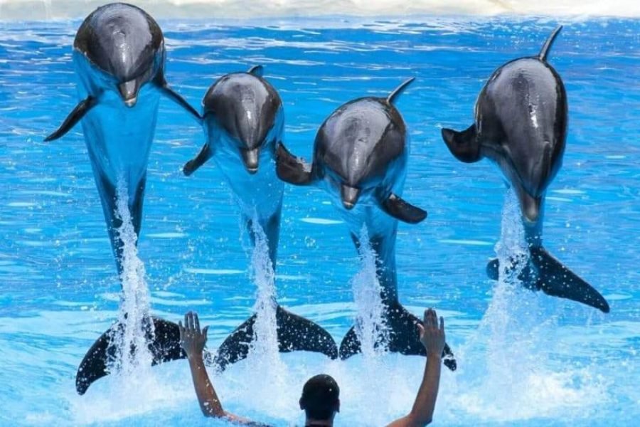 Dolphin Show Sharm El Sheikh with Transfer